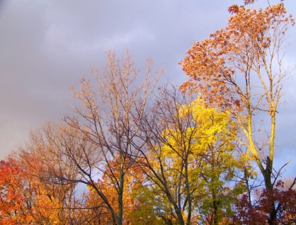 Herbstbäume und bedrohliche Wolken