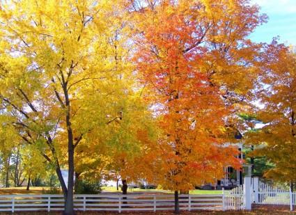 秋の木々 や白いフェンス