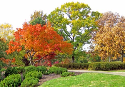 Bäume in einem Park im Herbst