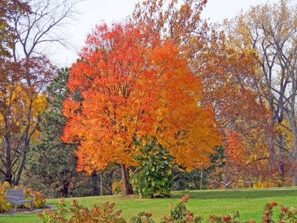 أشجار الخريف في حديقة