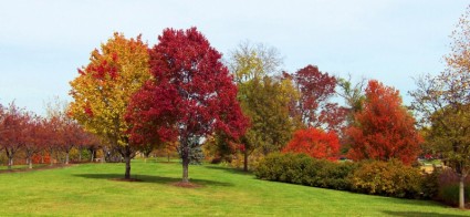 arbres de l'automne dans un parc