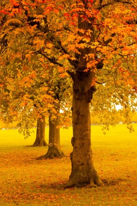 秋の木々 の公園