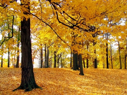 Jesienią drzewa tapety jesień natura