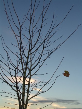 Herbst-Winter-Baum