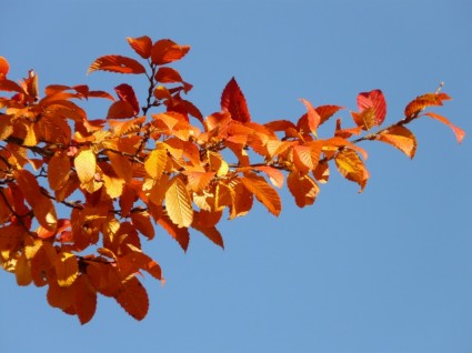 arbre bois automne