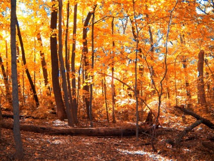 秋天的樹林