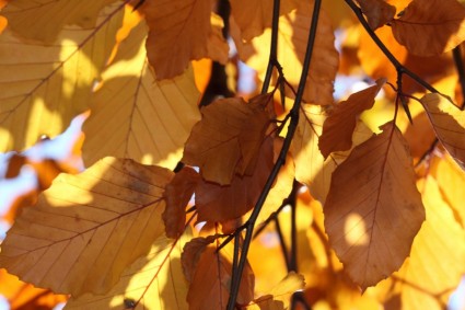 黃色的秋天的樹葉
