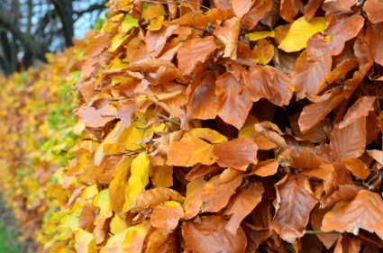 желтые осенние листья
