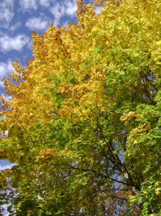 Herbst gelb