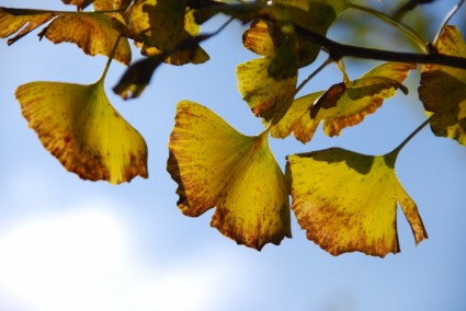 Herbstliche Blätter Ginkgo Biloba Herbst