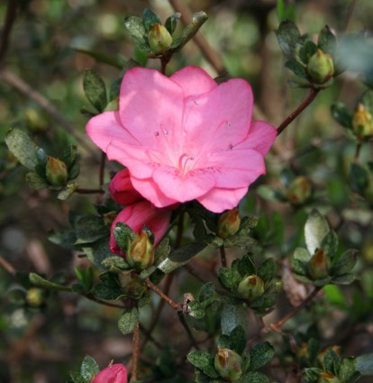 primavera de Azalea rosa