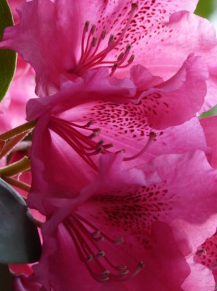 fiori di rododendro Azalea