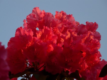 fleurs de l'azalée rhododendron