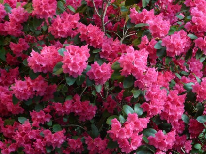 fiori di rododendro Azalea