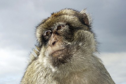 animale domestico di scimmia babbuino