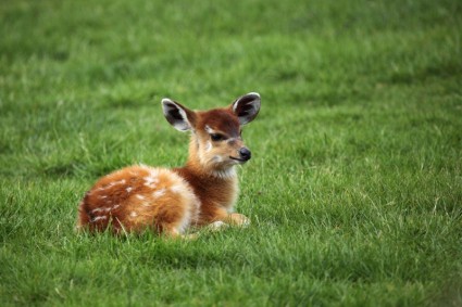 antilope de bébé
