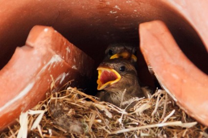 Baby Vogel im nest