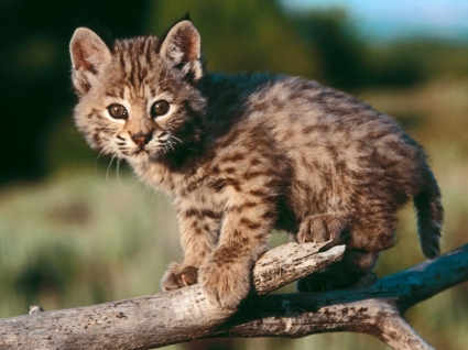 bébé Lynx roux fond d'écran bébé animaux : les animaux