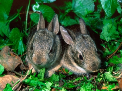 coelhos de Sylvilagus bebê papel de parede animais de animais bebê