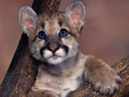 dziecko Puma tapety dla dzieci zwierzęta
