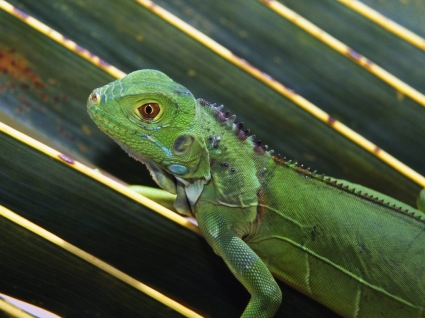 Grüner Leguan Tapete Baby Tiere Tierbabys