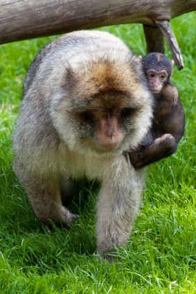 mãe de exploração do bebê macaco