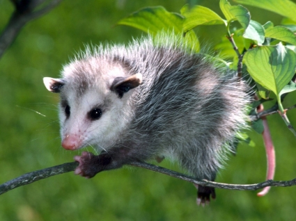 Baby Opossum-Bilder-Tiere-Tierbabys