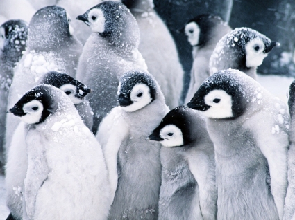 pingwiny Baby tapety zwierzęta pingwiny