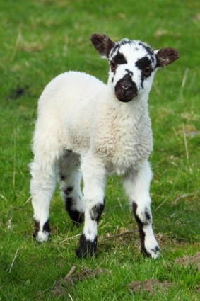 noworodek owca