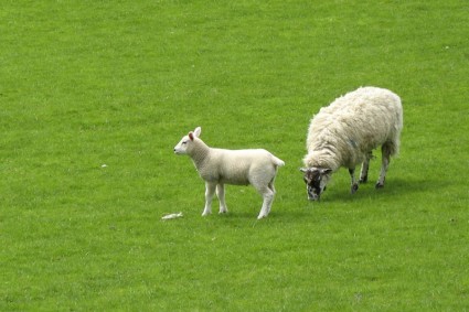noworodek owca