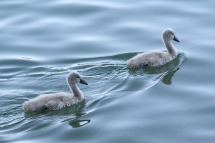 bébé, bébé cygne cygnes swan