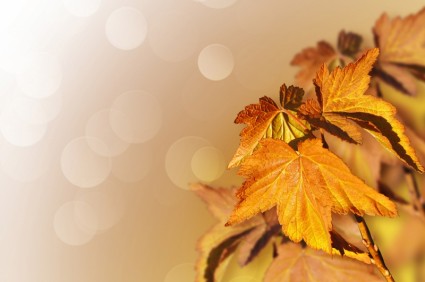 sfondo foglie d'autunno