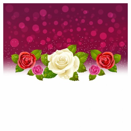 Hintergrund der roten und weißen Rosen