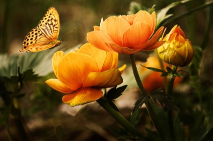 latar belakang dengan bunga dan kupu-kupu