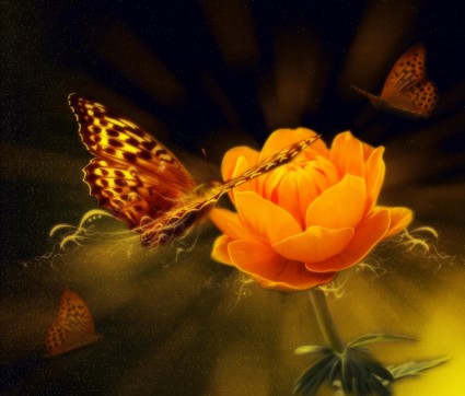 同花和蝴蝶背景