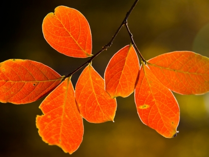 Backlit Fall Leaves Wallpaper Autumn Nature
