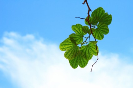 백라이트 나뭇잎과 하늘