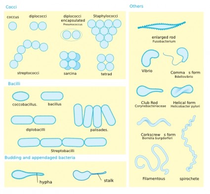 morfologia bacteriana diagrama clip art