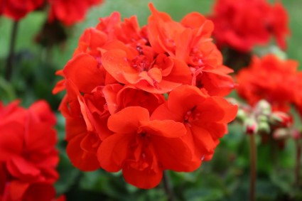 fleur rouge de balcon
