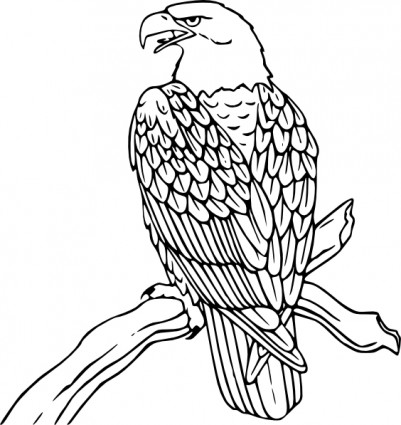 Águila calva clip art