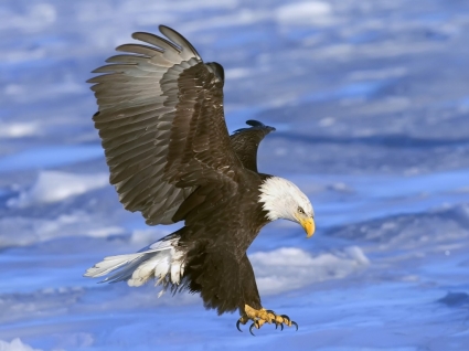 bald eagle in volo sfondi uccelli animali
