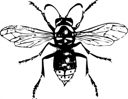 Kel yüzlü hornet küçük resim