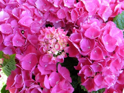 Hortensia stock de balle rose