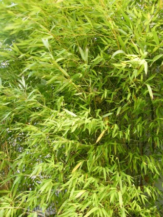 giardino di bambù asia