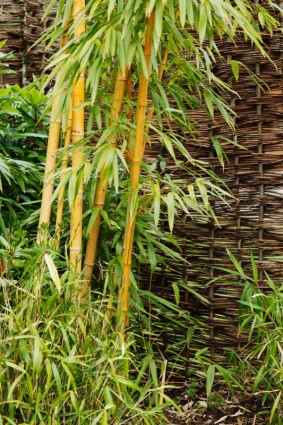 bambu di Taman