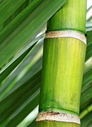 Бамбук крупным планом фото