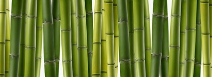 closeup imagen de bambú
