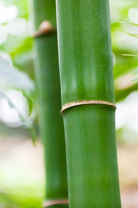 detalle de bambú