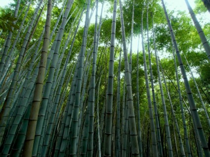 Бамбуковый лес бамбука зеленый