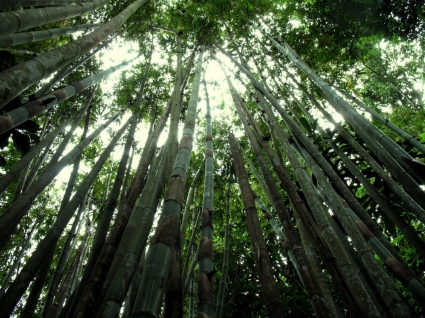 대나무 숲 배경 화면 풍경 자연